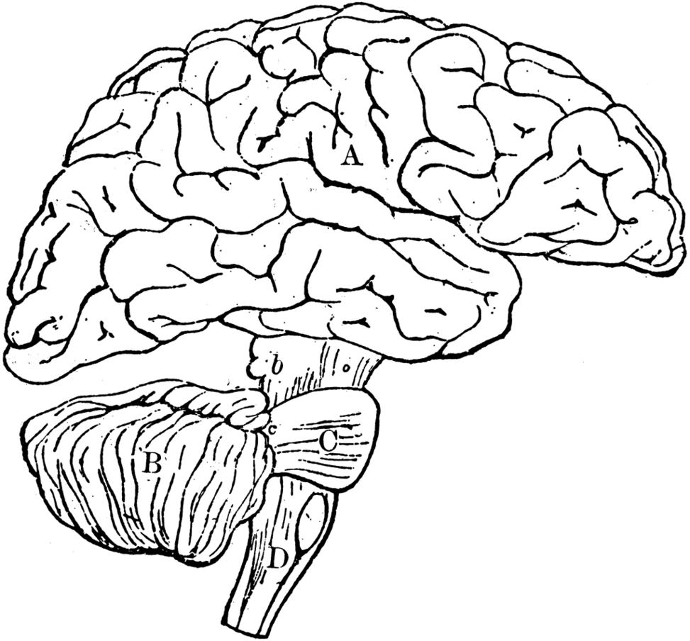 Drawing Of Brain Clipart
