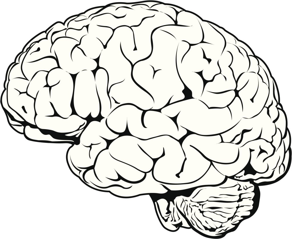 Drawn Brain Drawing Easy Drawings Of Brain Clip Art Library | Images