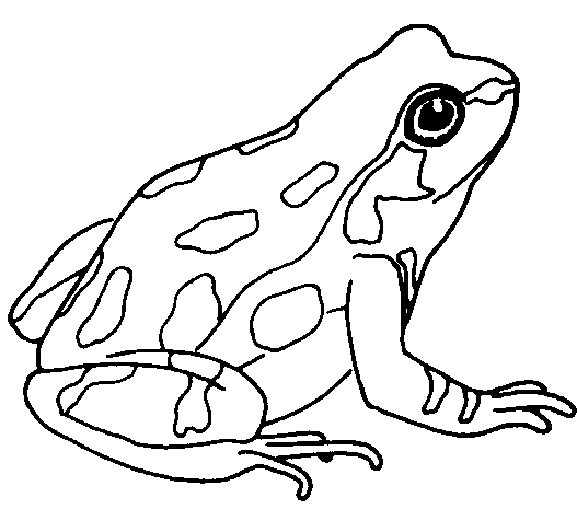 Frog Line Art