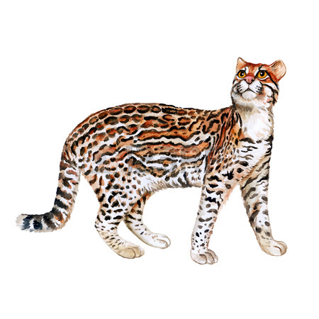 Free Cute Ocelot Cliparts, Download Free Cute Ocelot Cliparts png