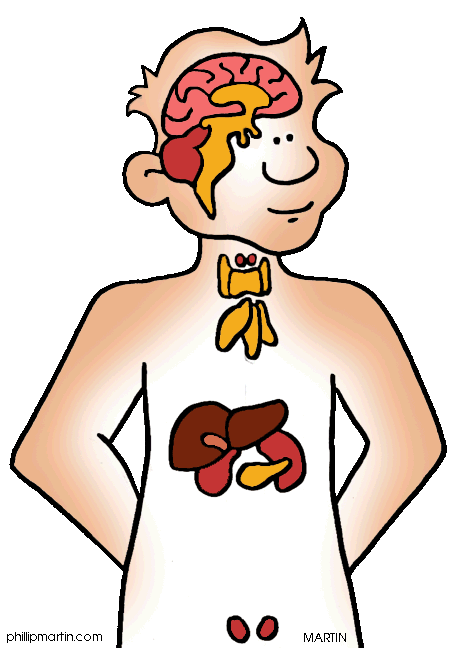 human endocrine system cartoon - Clip Art Library
