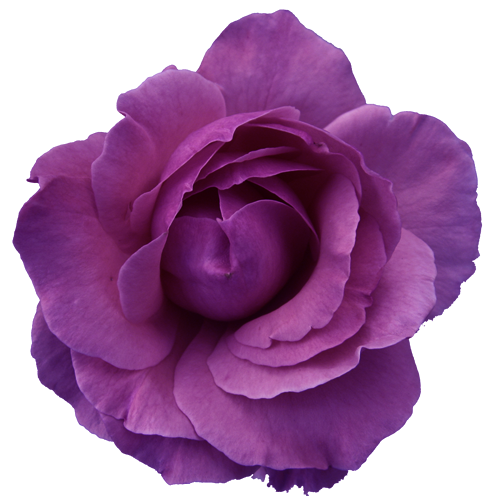 Purple Flower Clipart No Background