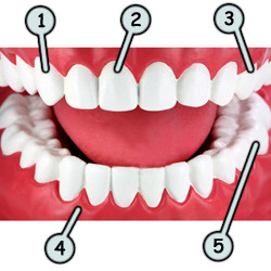 Free Animated Teeth Cliparts, Download Free Animated Teeth Cliparts png  images, Free ClipArts on Clipart Library