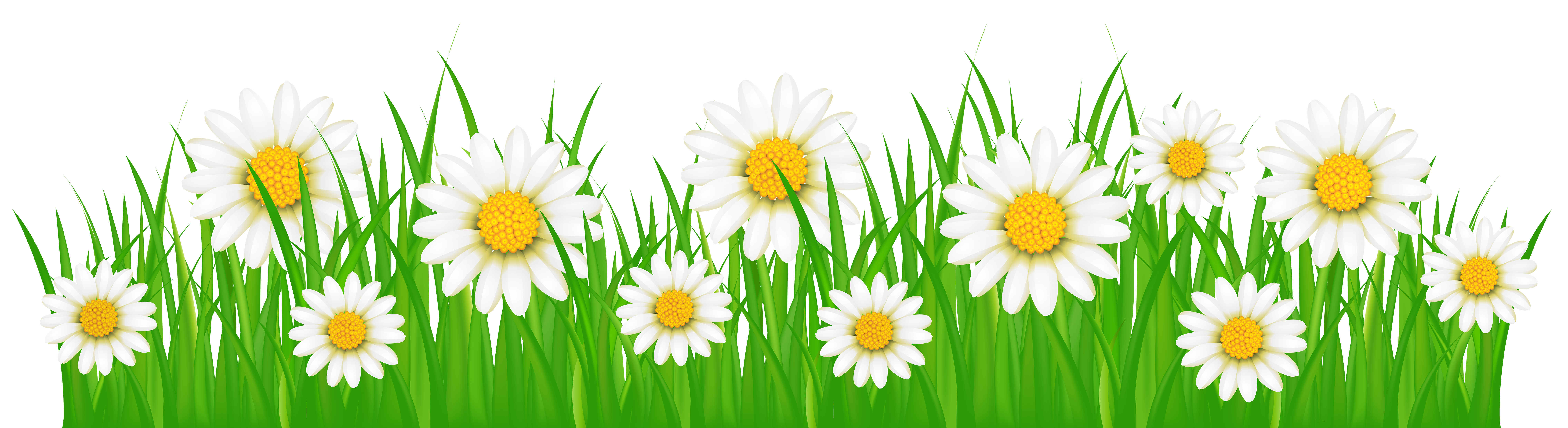 Grass Ground with White Flowers PNG Clip Art Image
