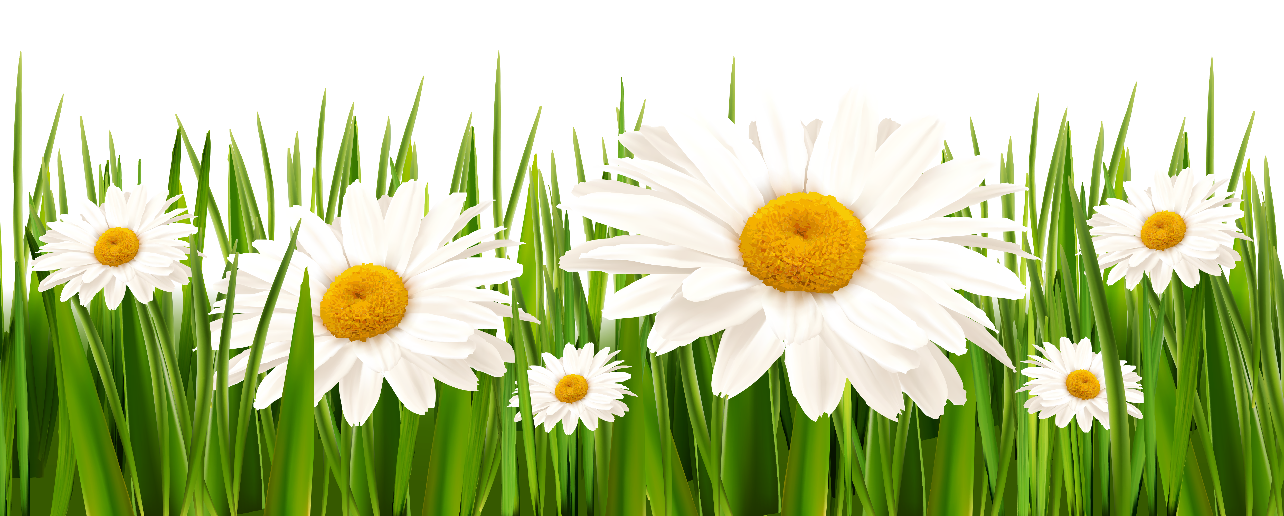 Grass and White Flowers PNG Clipart