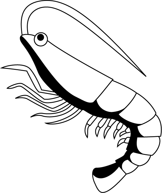 Shrimp clipart black and white