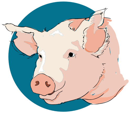 Free Pig Head Clipart, 1 page of Public Domain Clip Art