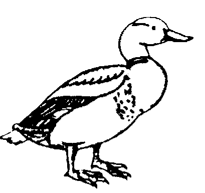 Mallard Duck Black And White Clipart