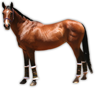 horse PNG343