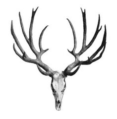 Antlers, Skulls and Clip art