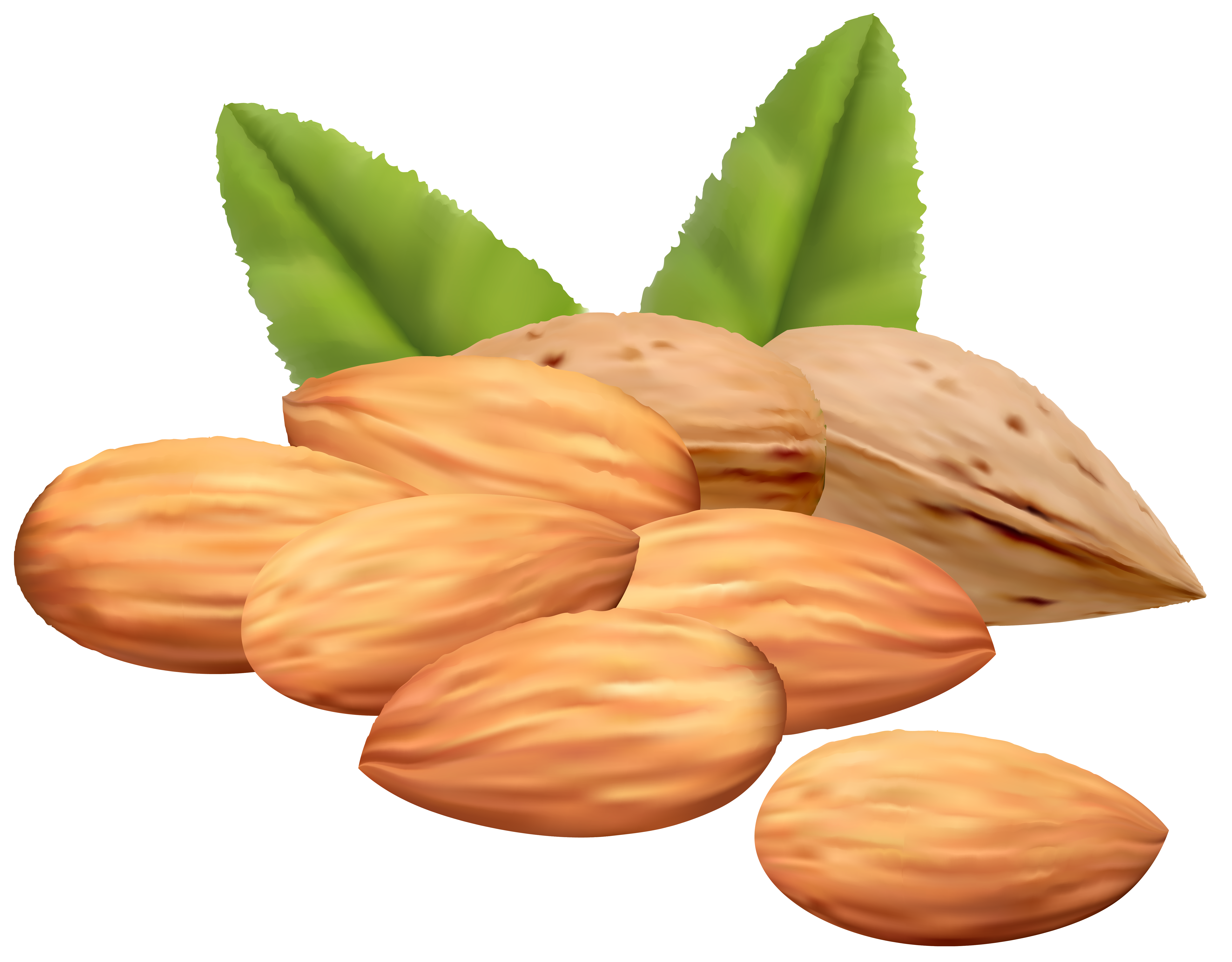 Free Cliparts No Nuts Download Free Cliparts No Nuts Png Images Free 