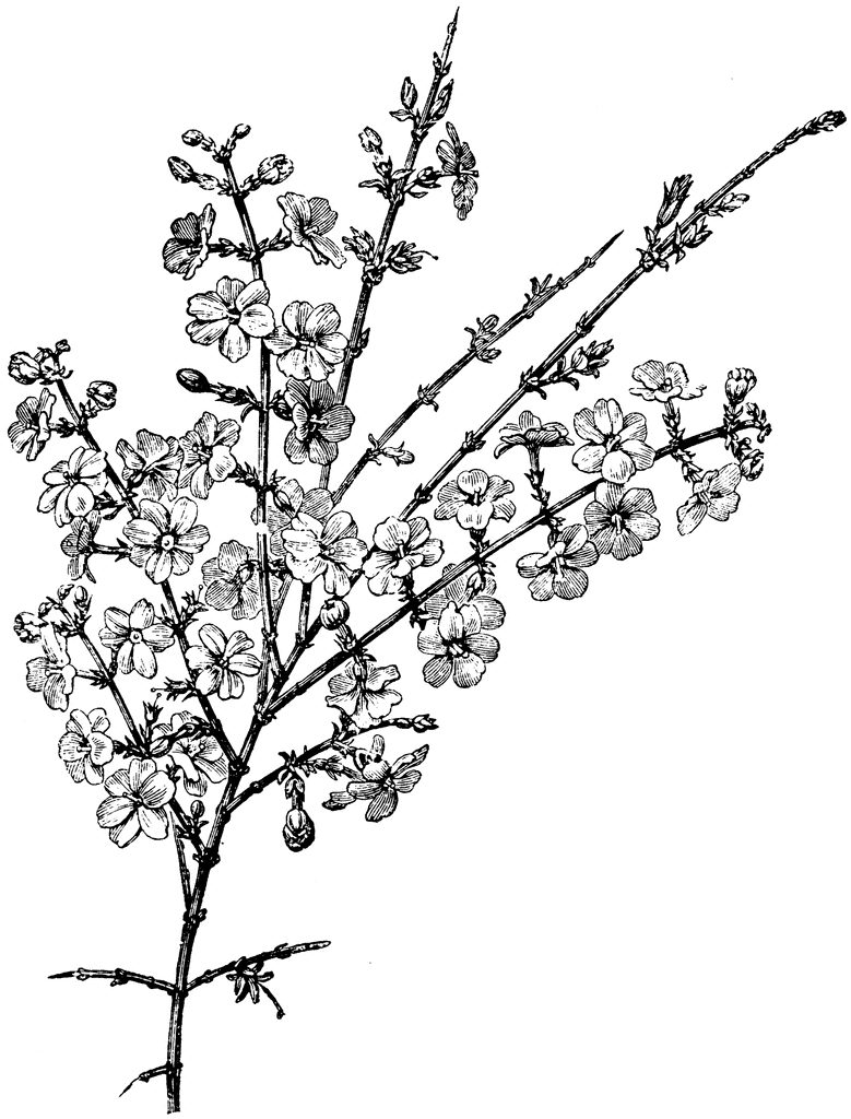 Flowering Branch of Jasminum Nudiflorum