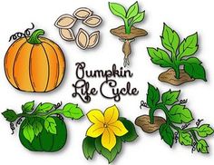 Life Cycle Stages Of A Pumpkin Clip Art Library