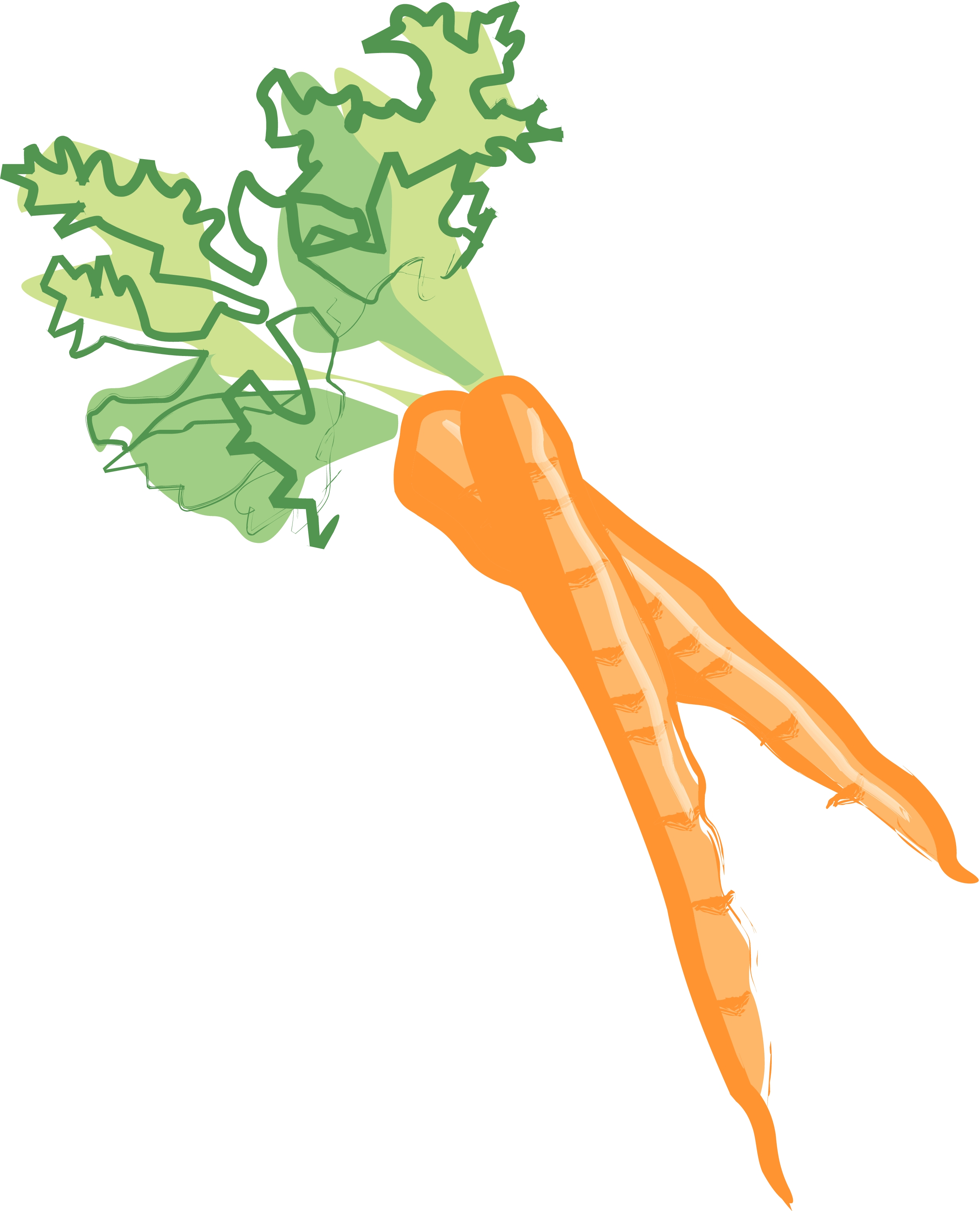 Celery stalk clipart