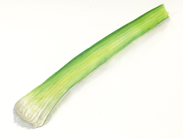 Free Celery Stick Cliparts, Download Free Celery Stick Cliparts png