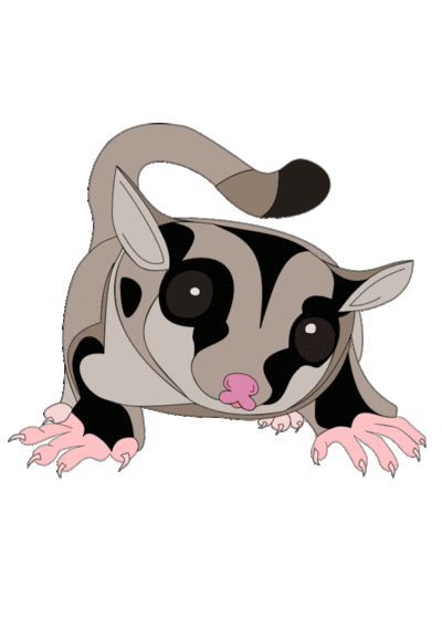 SUGAR GLIDERS!!!by on emaze