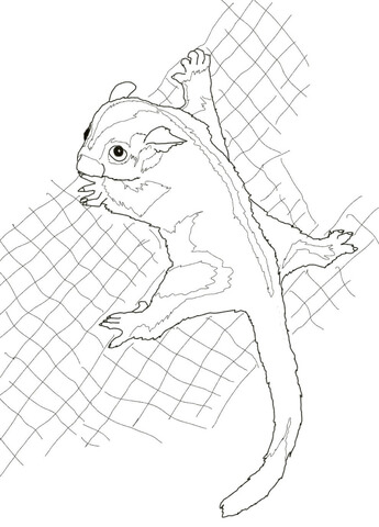 Sugar glider coloring pages