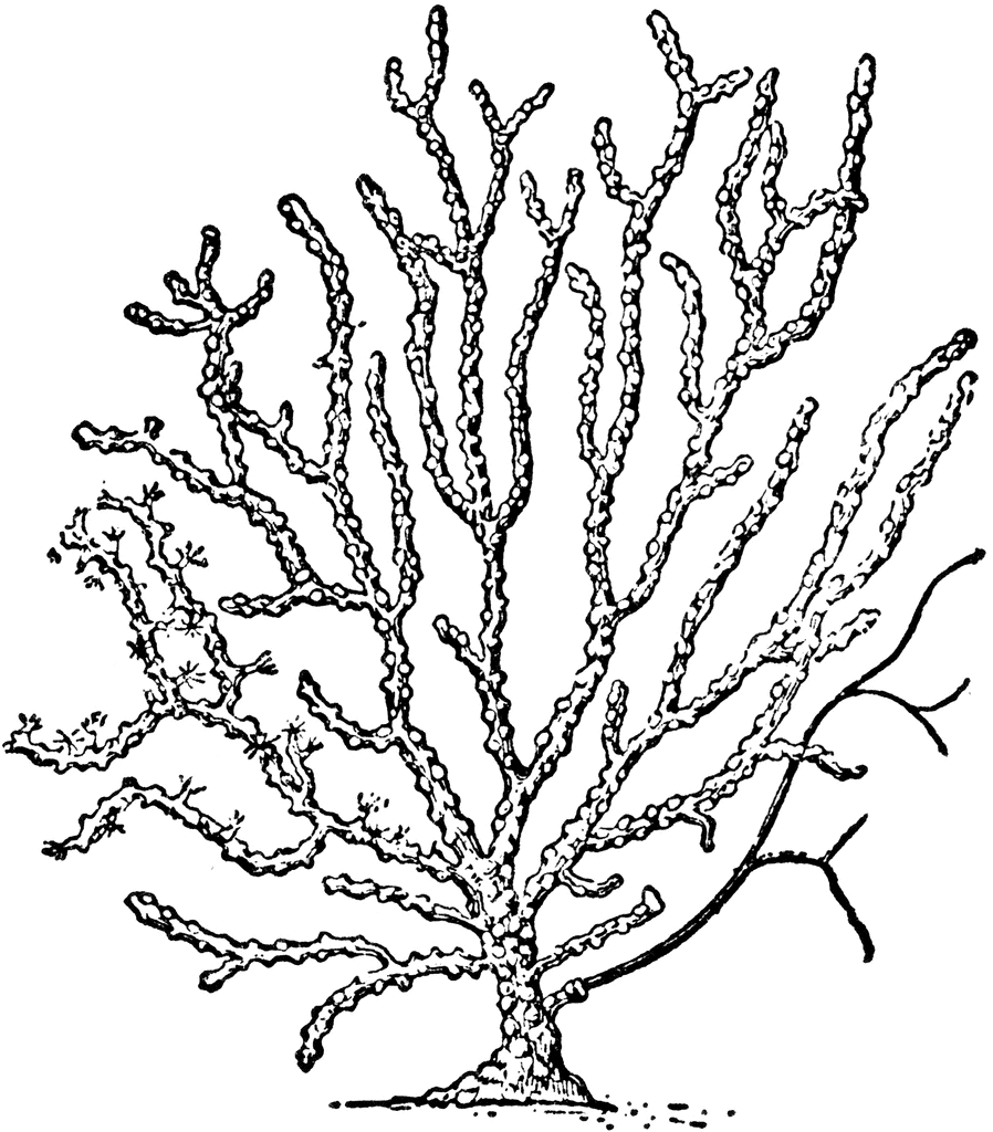 free-sea-coral-cliparts-download-free-sea-coral-cliparts-png-images
