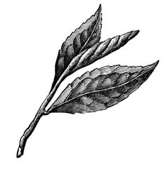tobacco leaf graphic