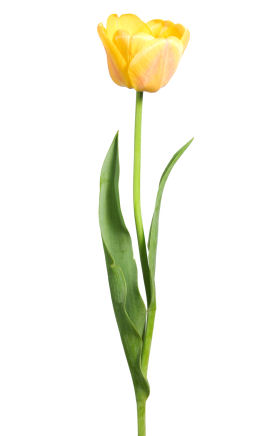 Yellow Tulips Clipart 73366