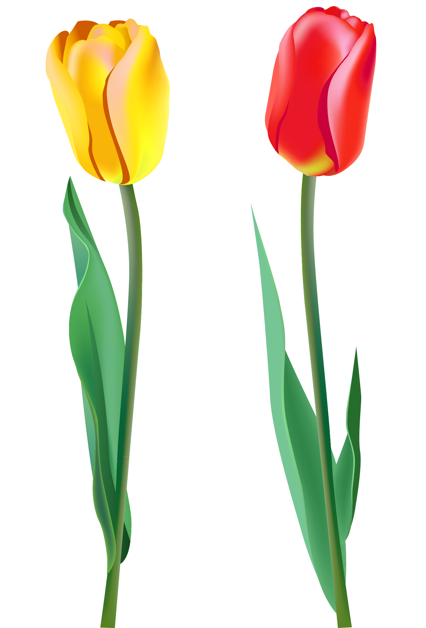 Spring tulips in water can clipart