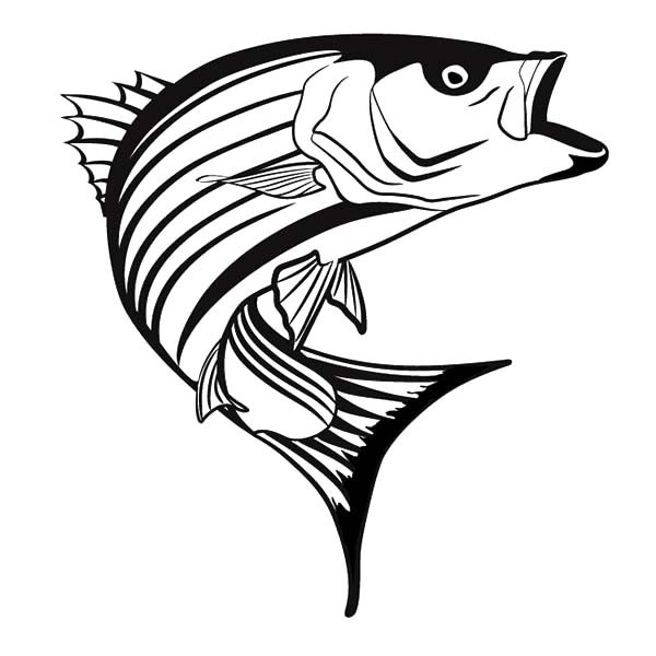 Bass Fish Drawings
