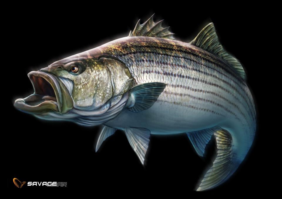 striped bass jumping out of water - Clip Art Library.