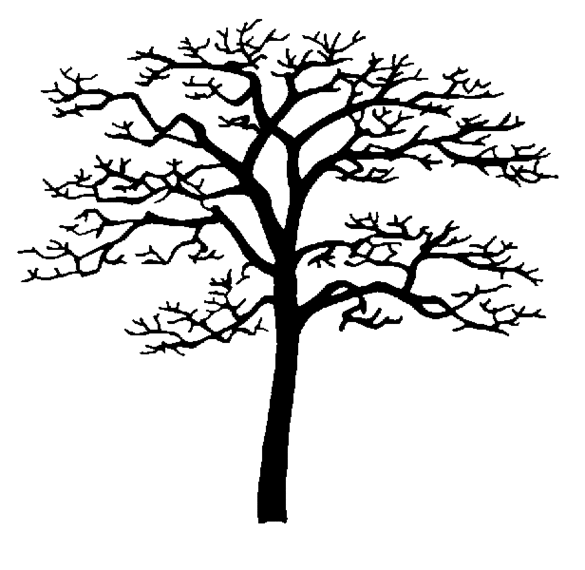 Flowering Dogwood Tree Drawing Clipart