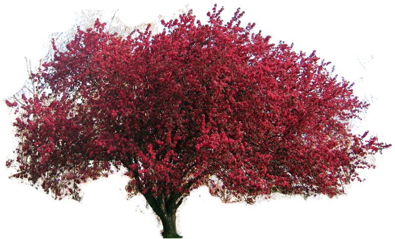 Red tree clipart