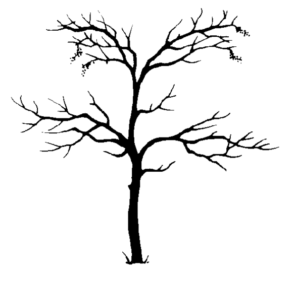 Dogwood Tree Drawing Clipart