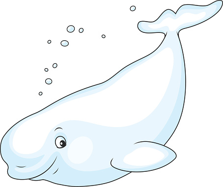 Beluga whale clipart