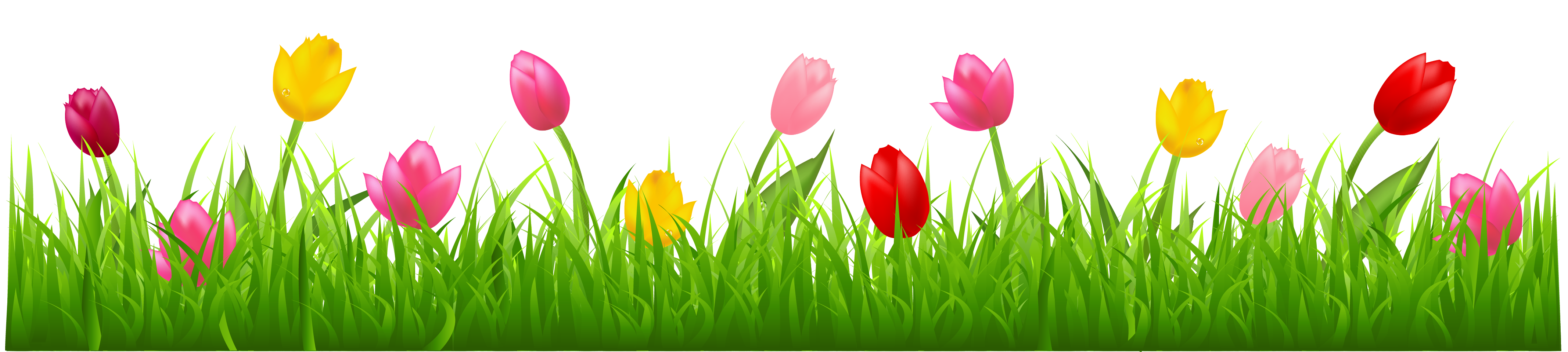 spring tulips clipart