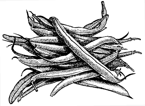 Clip Art Black White And Green Beans Clipart