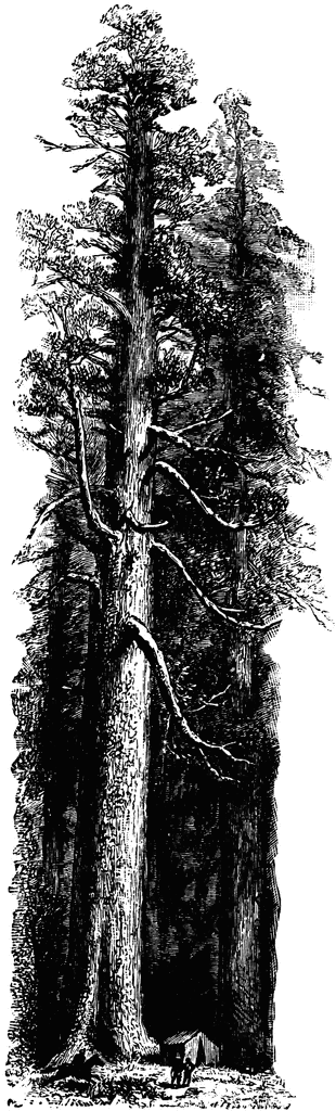 Redwood tree clipart