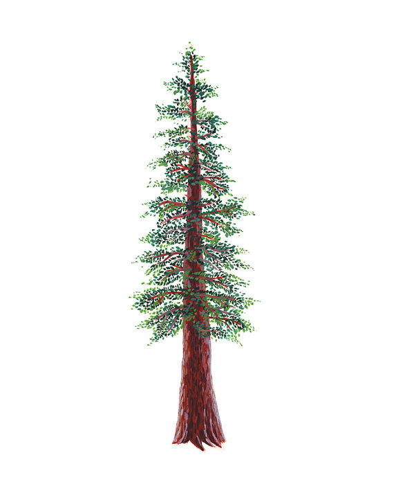 Redwood tree clip art
