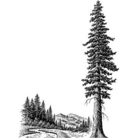 Redwoods Silhouette Clipart