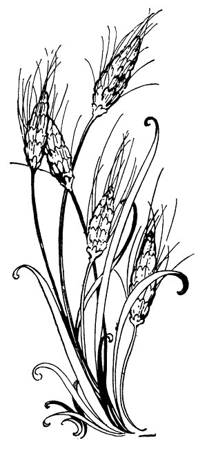 Grains Of Wheat Clipart