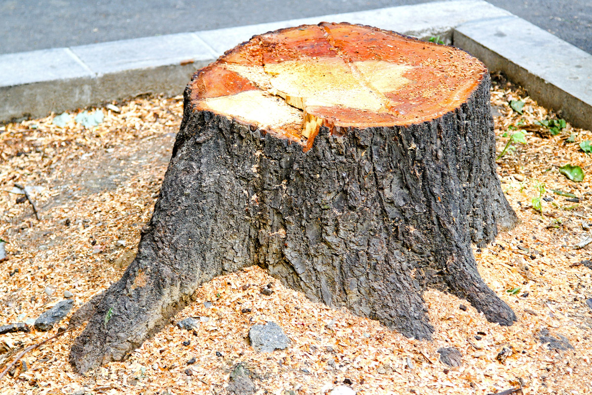 Tree Stump Grinding  Removal in Toronto