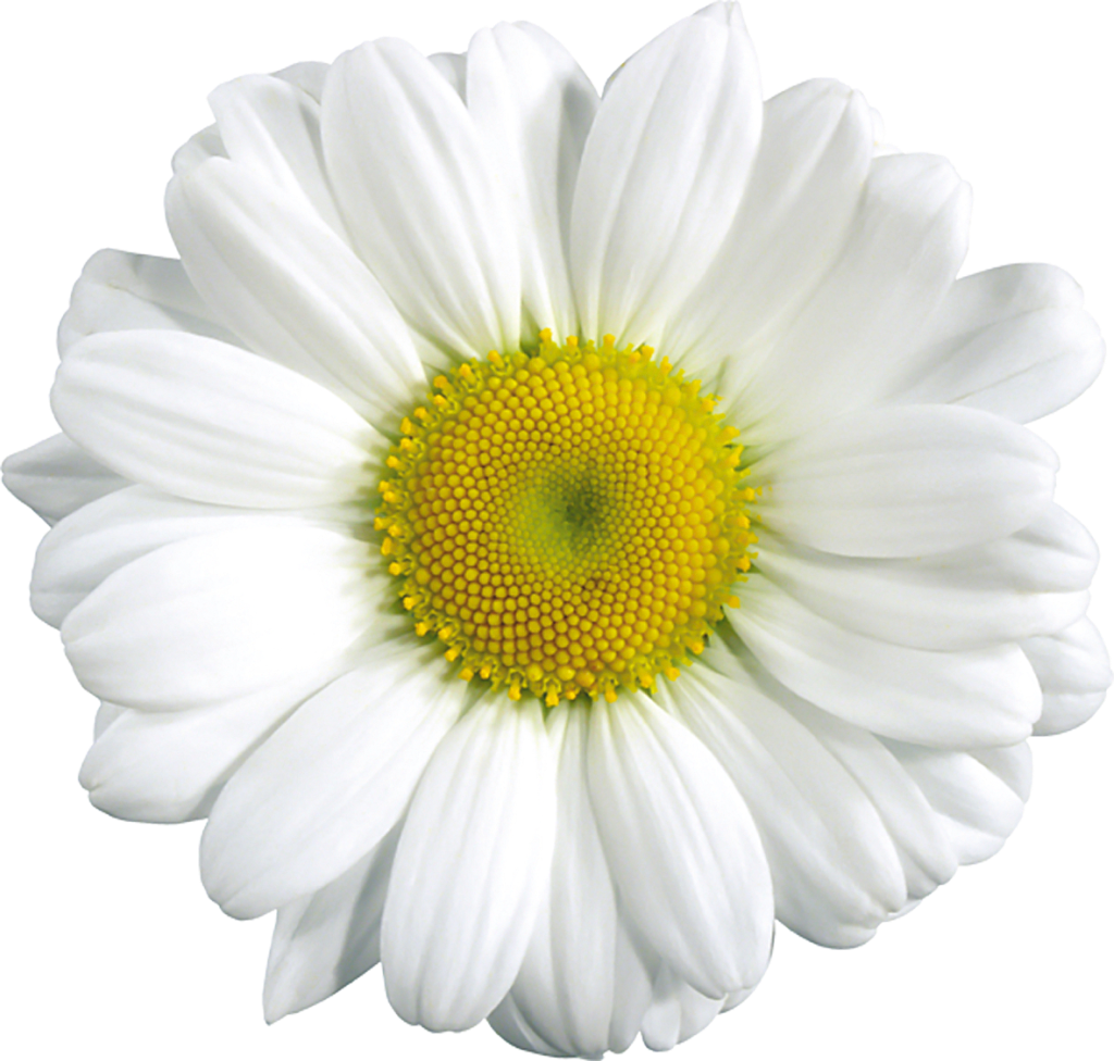 Free Transparent Daisy Cliparts, Download Free Transparent Daisy