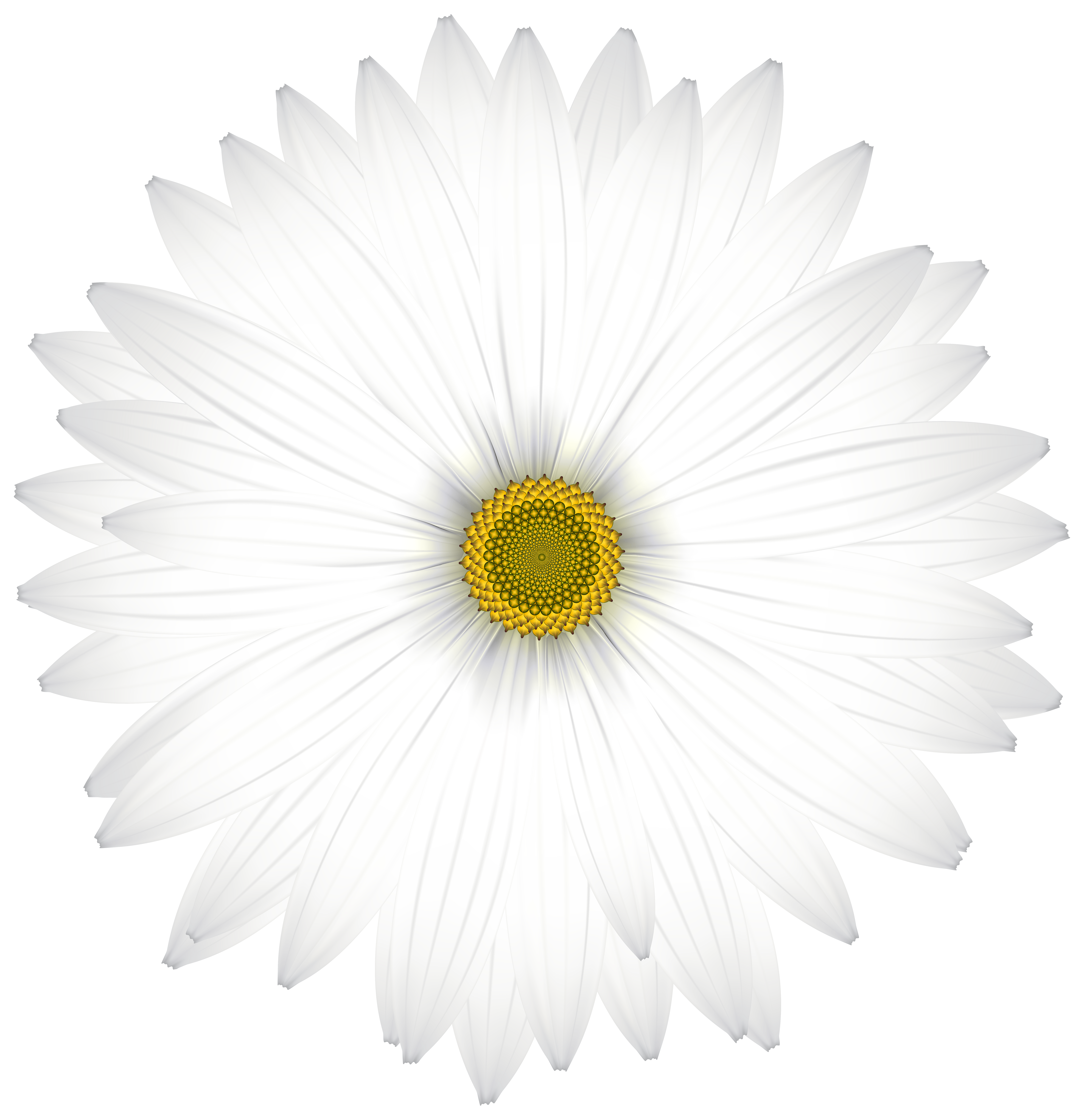 Delicate White Daisy Transparent PNG Clip Art Image