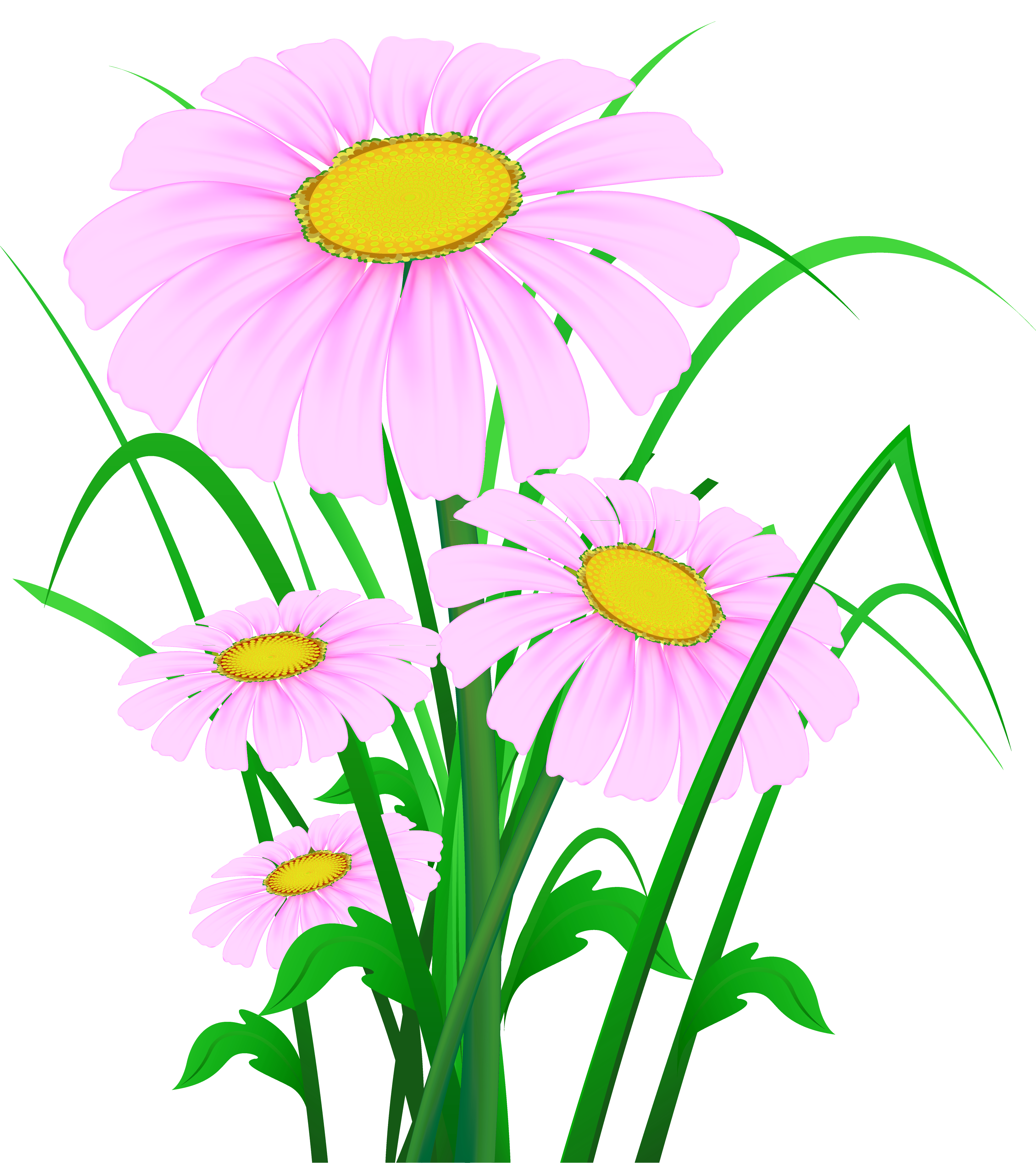 Transparent Pink Daisies PNG Clipart