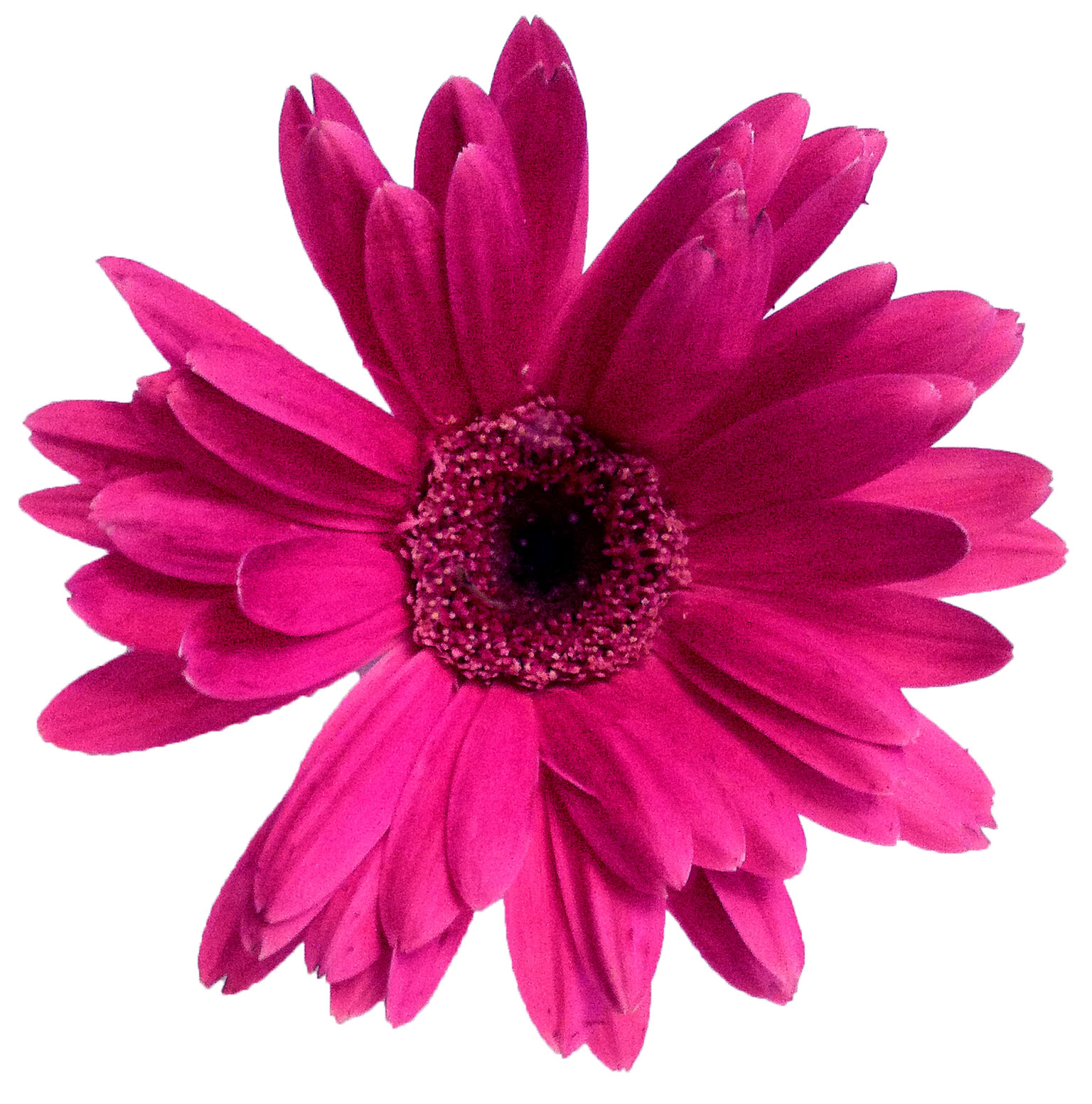 Daisy clipart transparent background