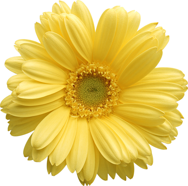 Free Transparent Daisy Cliparts, Download Free Transparent Daisy