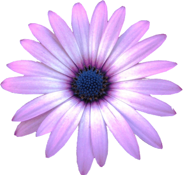 Purple flower clipart transparent background