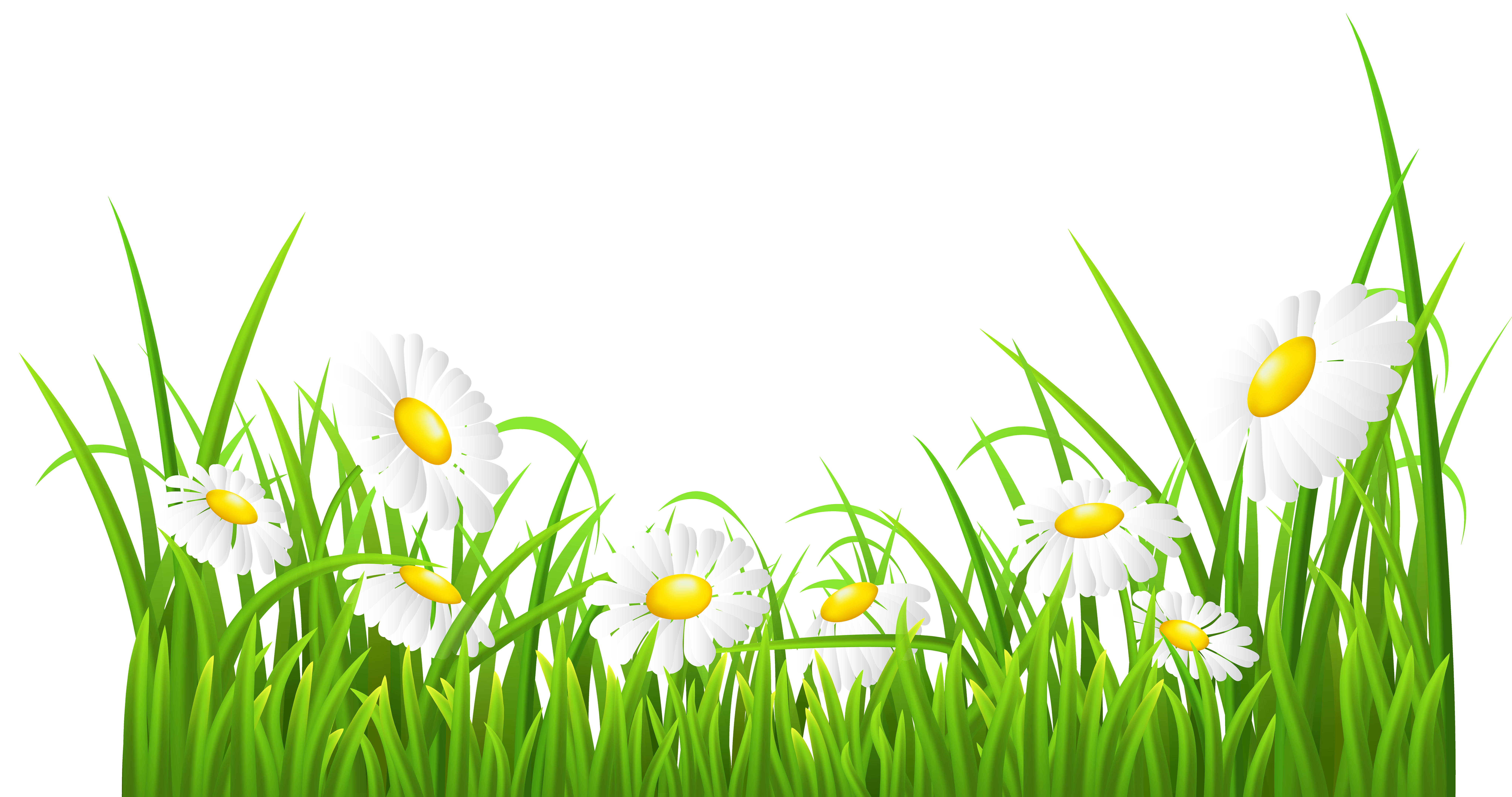 White Daisies and Grass Transparent PNG Clip Art Image
