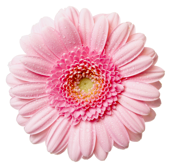 Free Transparent Daisy Cliparts, Download Free Transparent Daisy