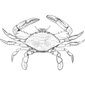 Blue crab clipart black and white