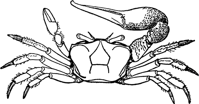 Crab Claw Clipart