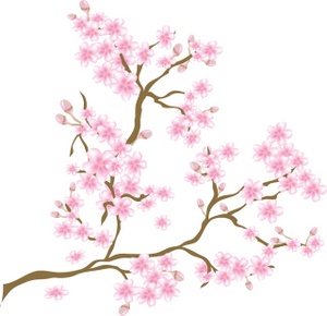 Cherry blossom vector clipart png.