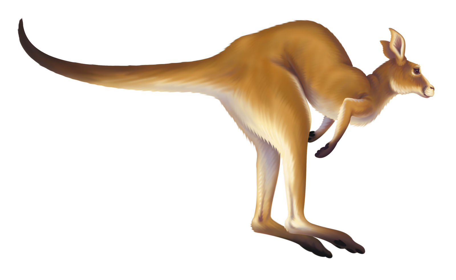 animated kangaroo hopping gif - Clip Art Library